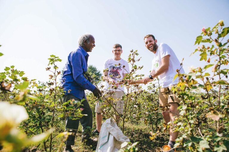 Harvesting Organic Cotton for our Organic Cotton T-shirts